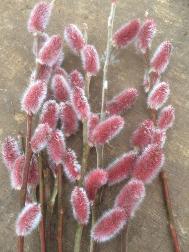 Salix aso rare - mt, and